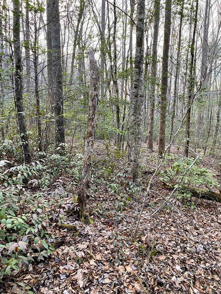 0 Carringer Road Robbinsville, NC 28771 - Photo 7 of 7