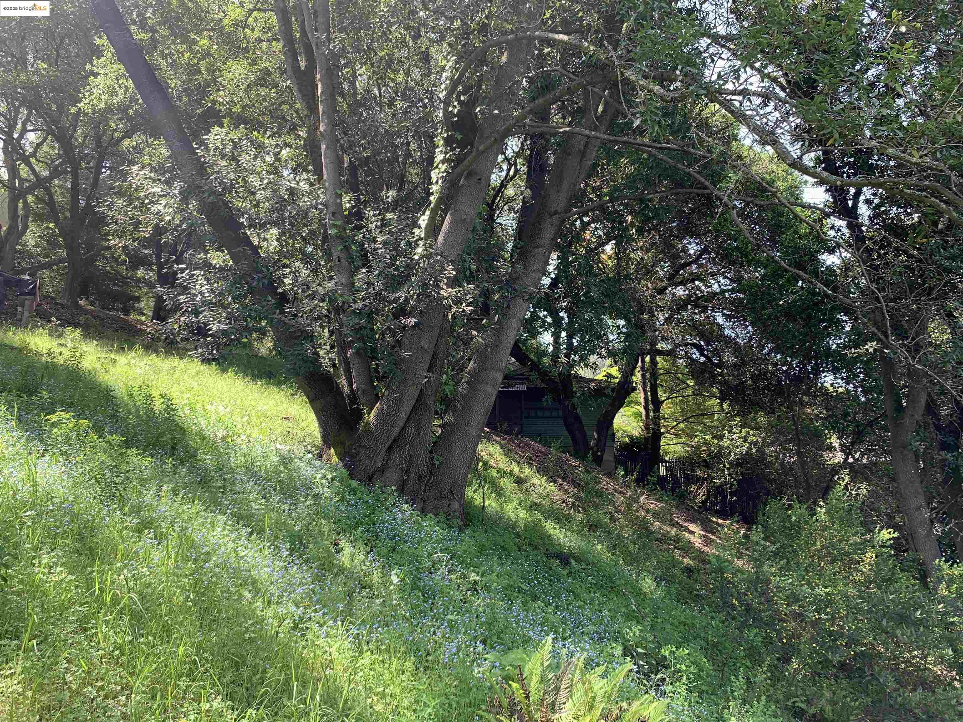 8018 Alvarado Road Berkeley, CA 94705 - Photo 7 of 9 a backyard of a house with lots of green space