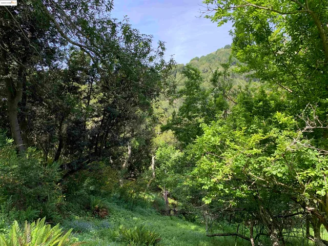 a view of a lush green forest