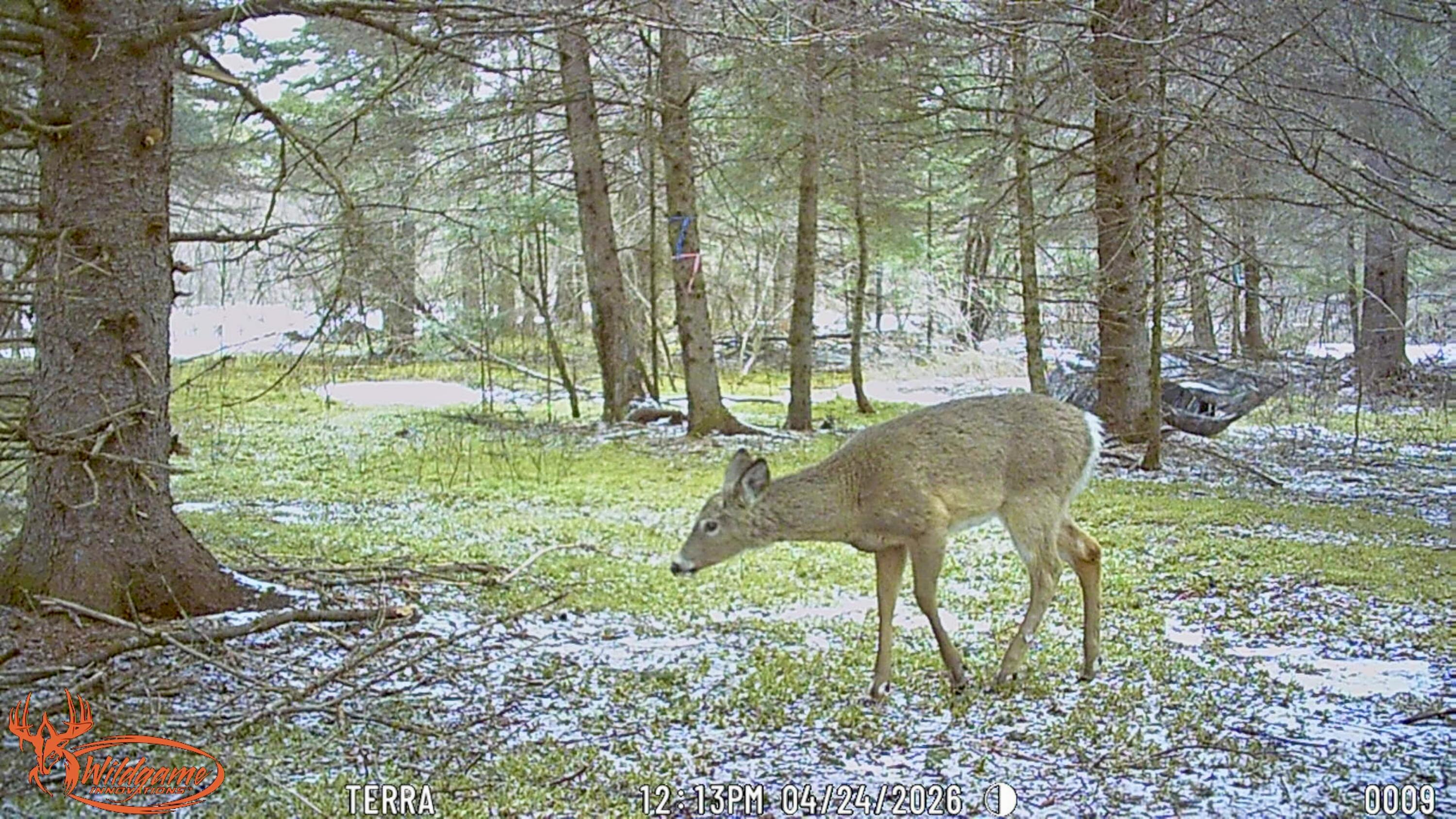 345 McIntyre Road Woodland, ME 04736 - Photo 23 of 28 Wildlife 4