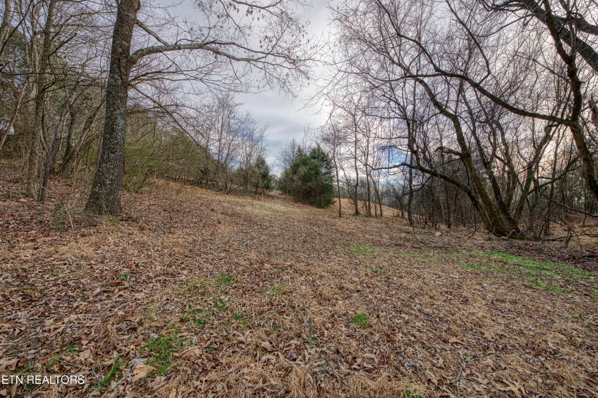 2415 Riddle Road New Market, TN 37820 - Photo 33 of 41 a view of a yard with a tree