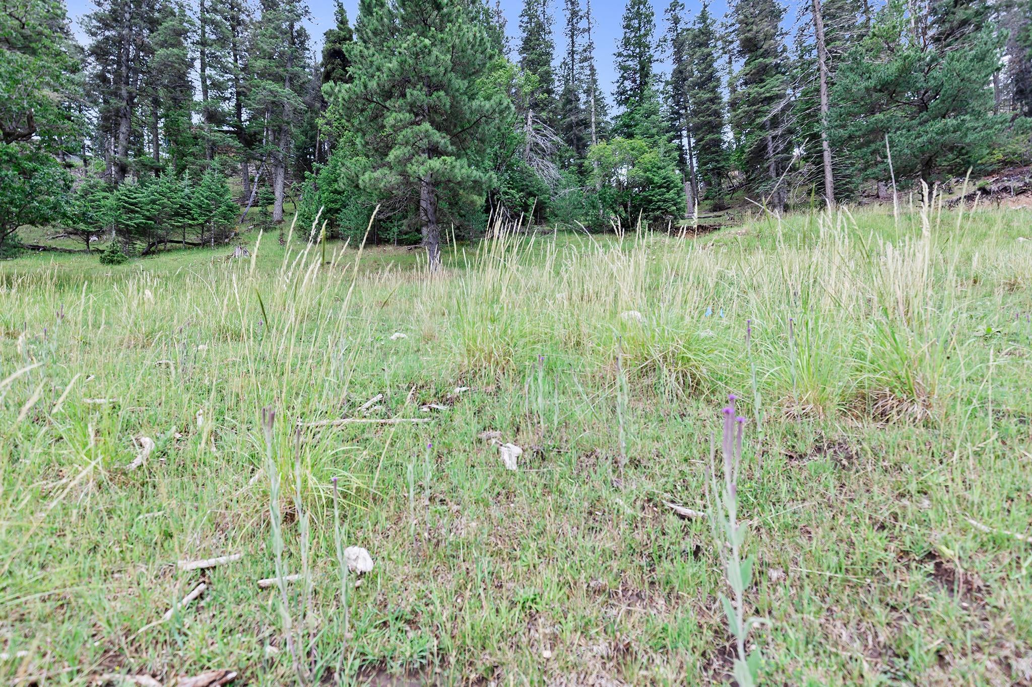 Lot 19 Trading Post Road Cloudcroft, NM 88317 - Photo 4 of 9 Gallery Image 4