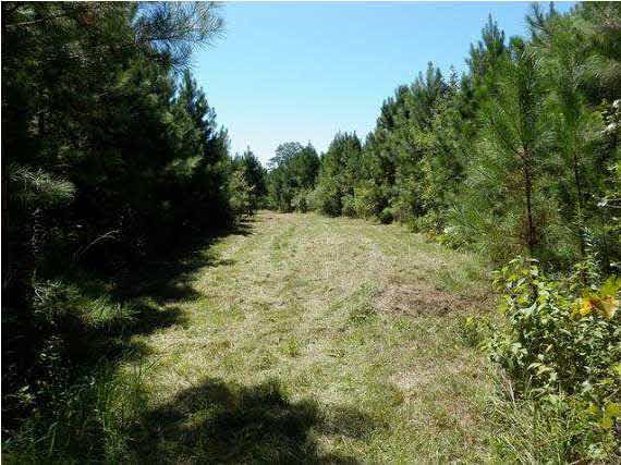 483 D Williams Road Morton, MS 39117 - Photo 6 of 9 Photo 6
