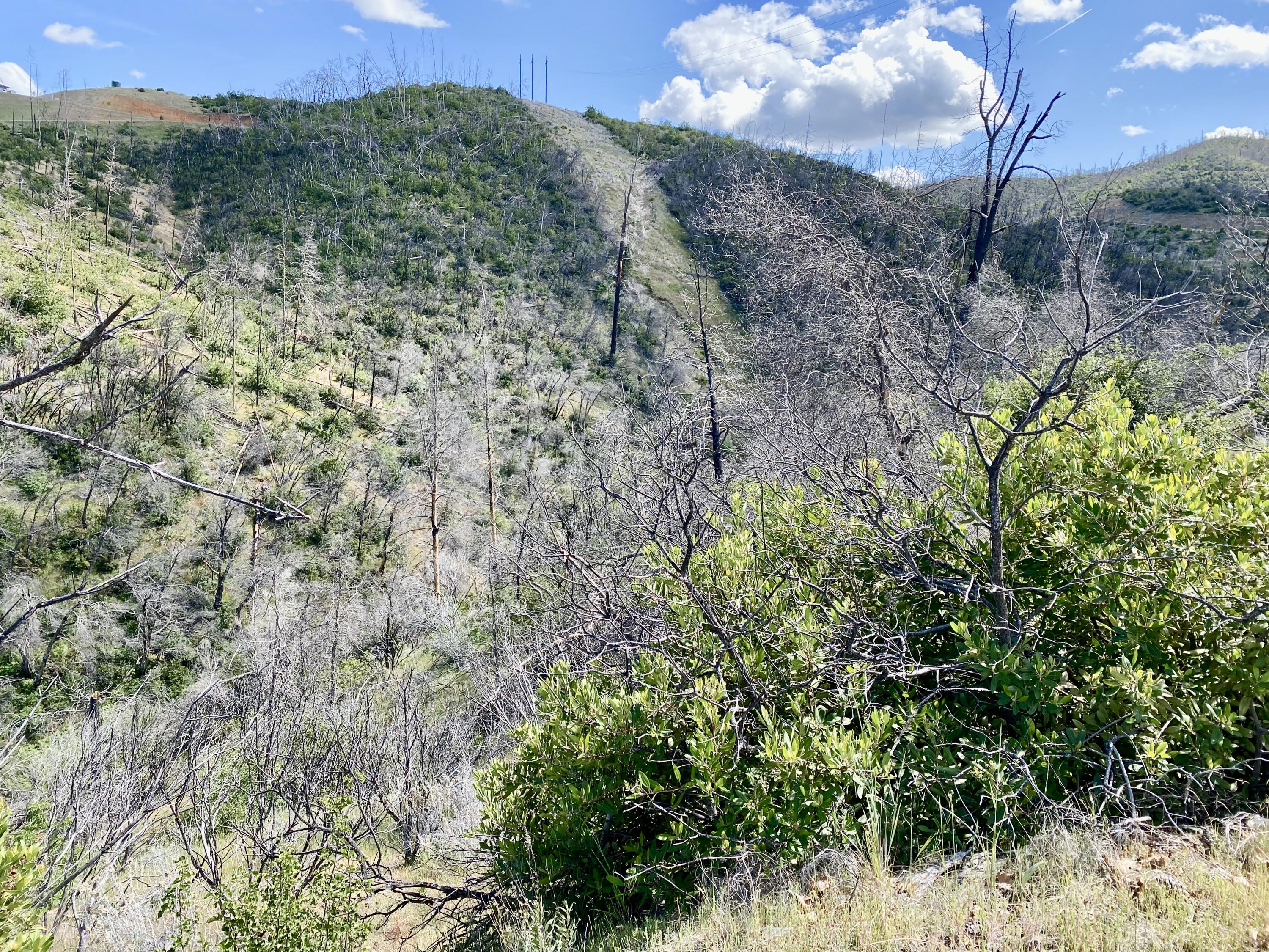 a view of a yard with a tree