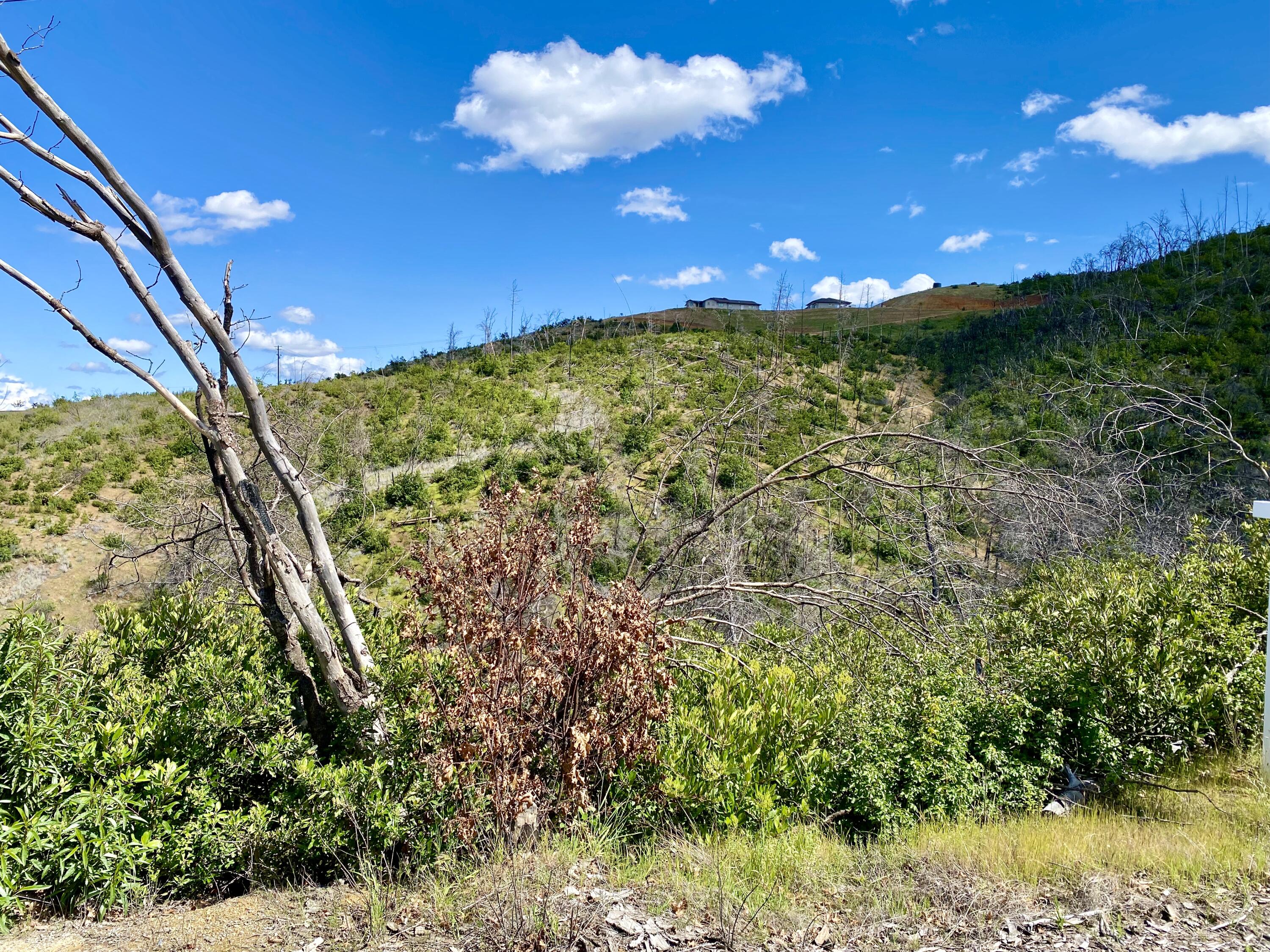 Muletown Road Redding, CA 96001 - Photo 3 of 6 a view of a yard with a tree
