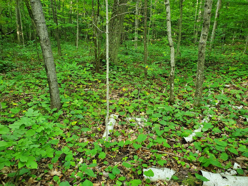 Tbd Fitzgerald Road Ellison Bay, WI 54210 - Photo 5 of 7 Gallery Image 5