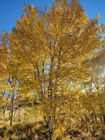 $40,000 | 287 Mustang Trail, Como, CO 80432