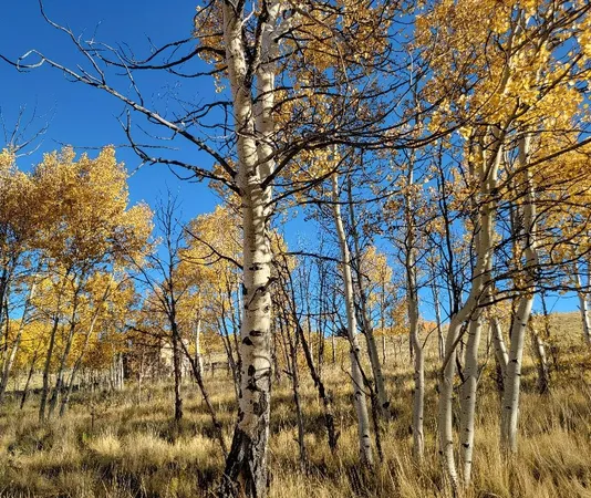 $40,000 | 287 Mustang Trail, Como, CO 80432