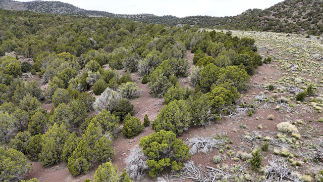 123 West Tbd Willow Spring Road Eureka, UT 84628 - Photo 31 of 60 Expansive natural landscape featuring abundant evergreen trees and varied ground cover