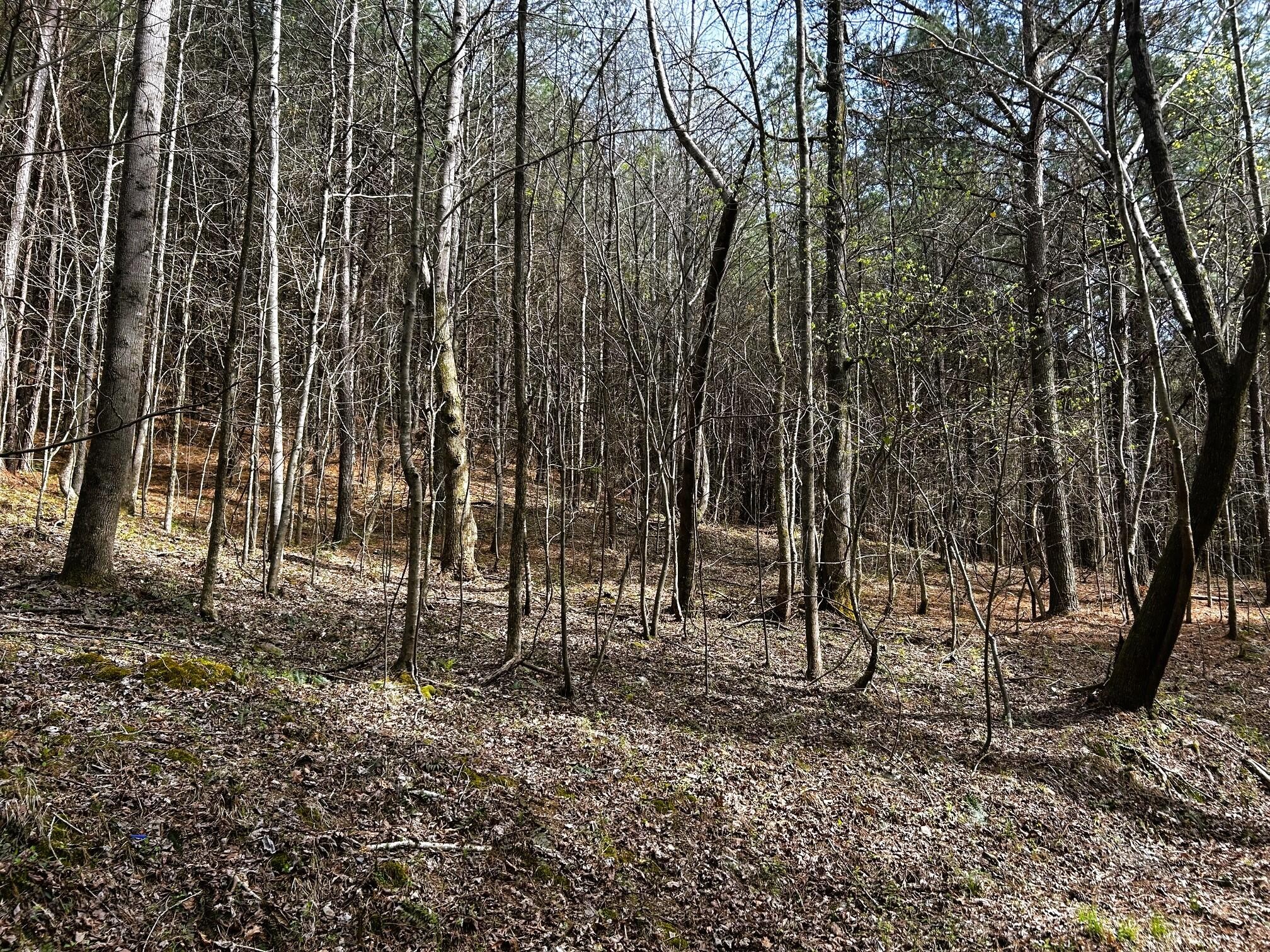 7 Southwest Owl Hollow Road McDonald, TN 37353 - Photo 23 of 32