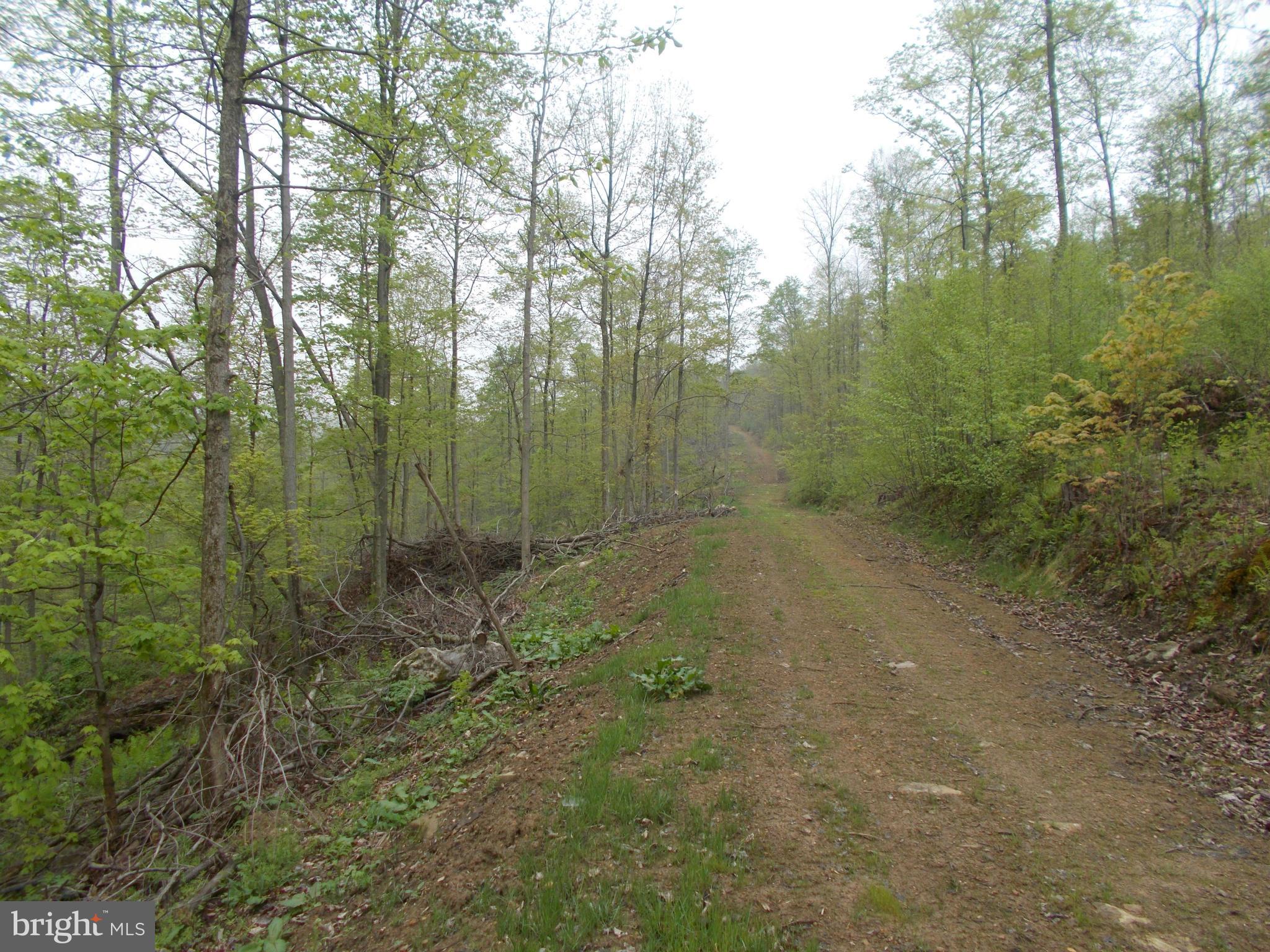 Wellersburg Rd Mount Mount Savage, MD 21545 - Photo 1 of 8 a view of a forest that has large trees