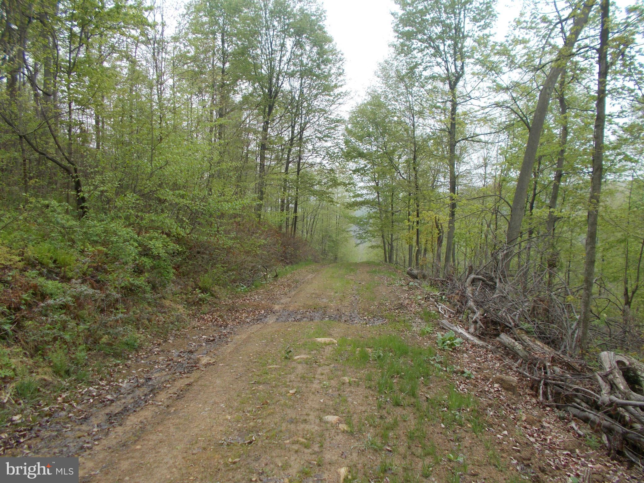 Wellersburg Rd Mount Mount Savage, MD 21545 - Photo 2 of 8 a view of a forest with trees in the background