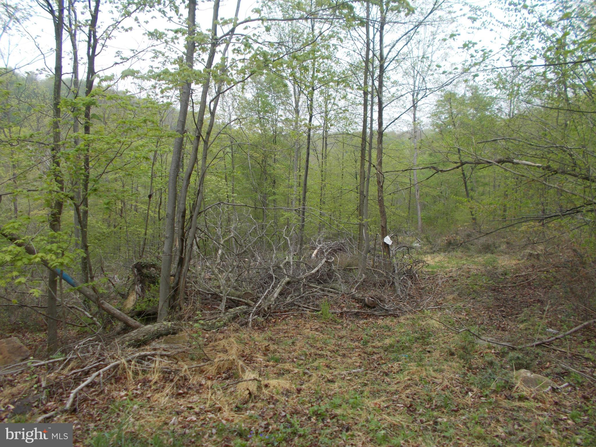 Wellersburg Rd Mount Mount Savage, MD 21545 - Photo 5 of 8 a view of a forest