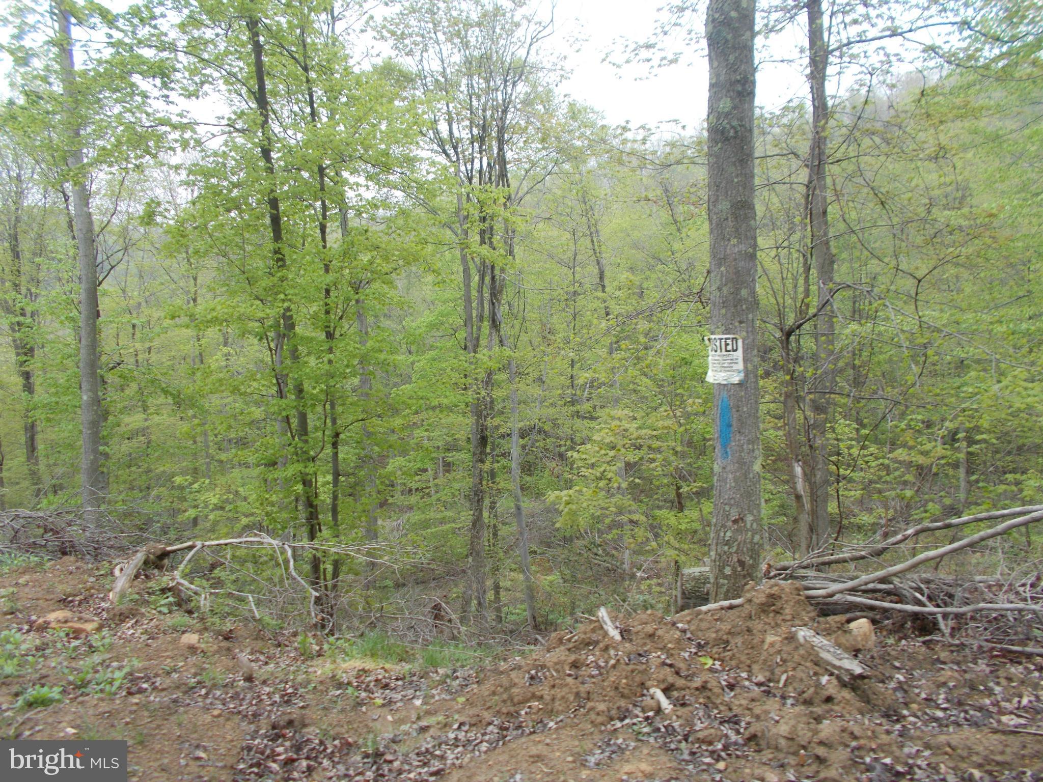 Wellersburg Rd Mount Mount Savage, MD 21545 - Photo 6 of 8 a view of a bathroom with trees and shower