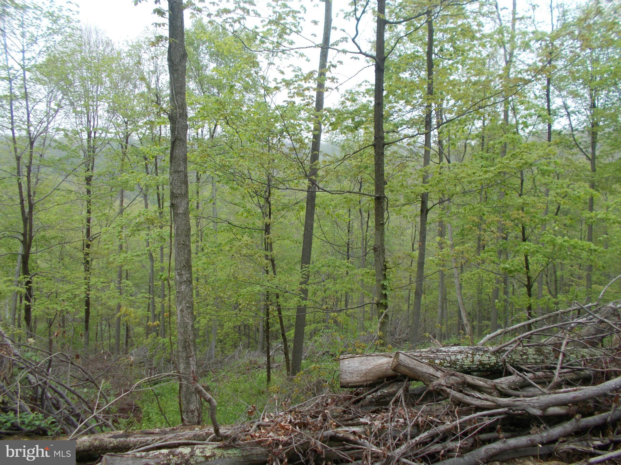 Wellersburg Rd Mount Mount Savage, MD 21545 - Photo 7 of 8 a view of a forest with a bench and trees