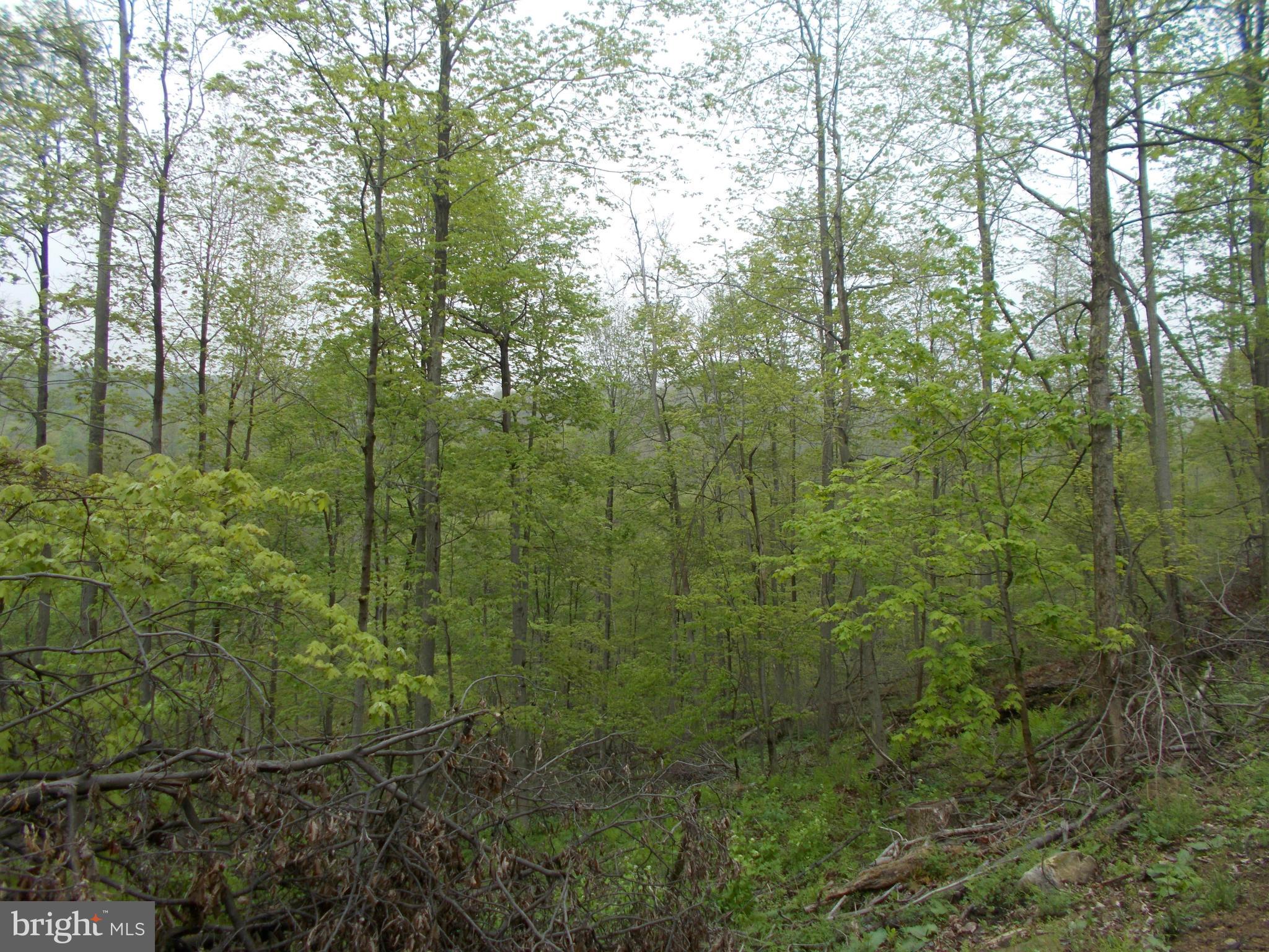 Wellersburg Rd Mount Mount Savage, MD 21545 - Photo 8 of 8 a view of a forest with a trees