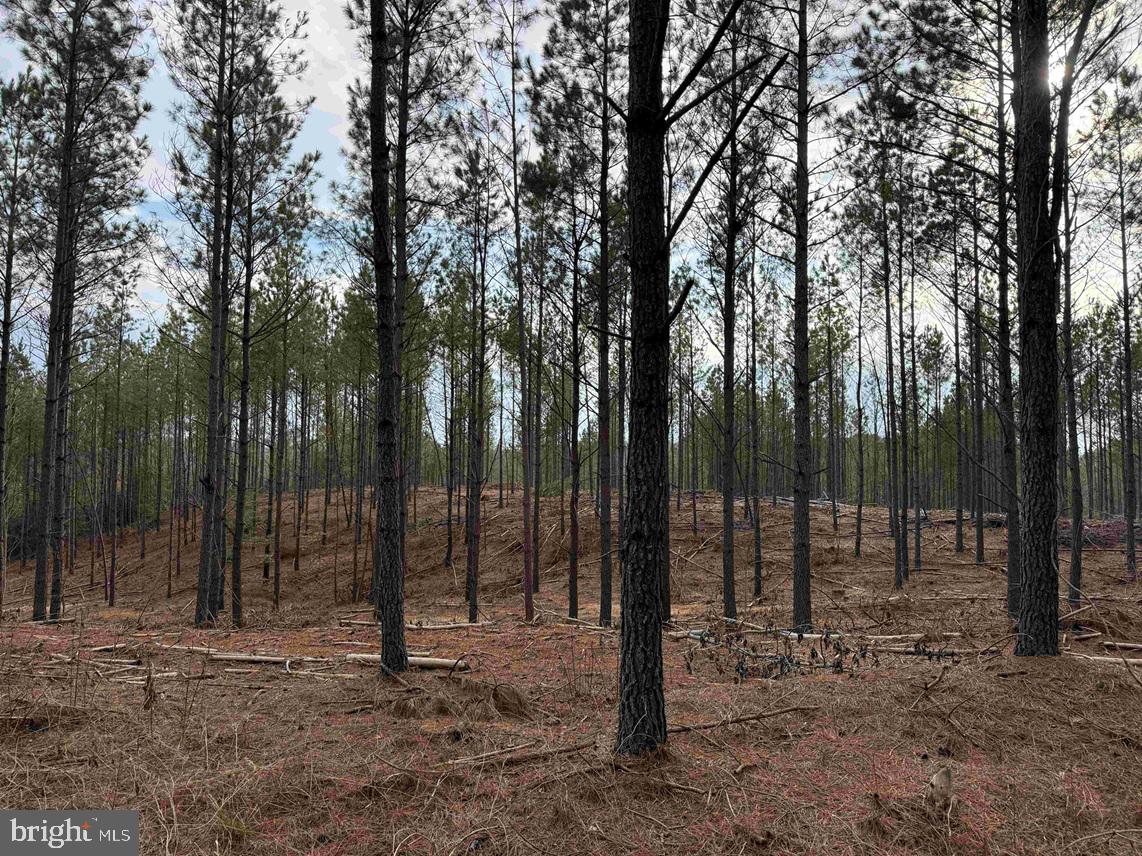 Calvary Church Road Warsaw, VA 22572 - Photo 2 of 12