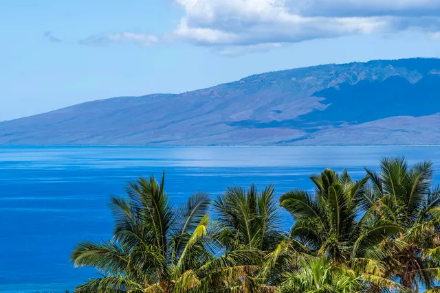 a view of a palm plant with a view of a yard