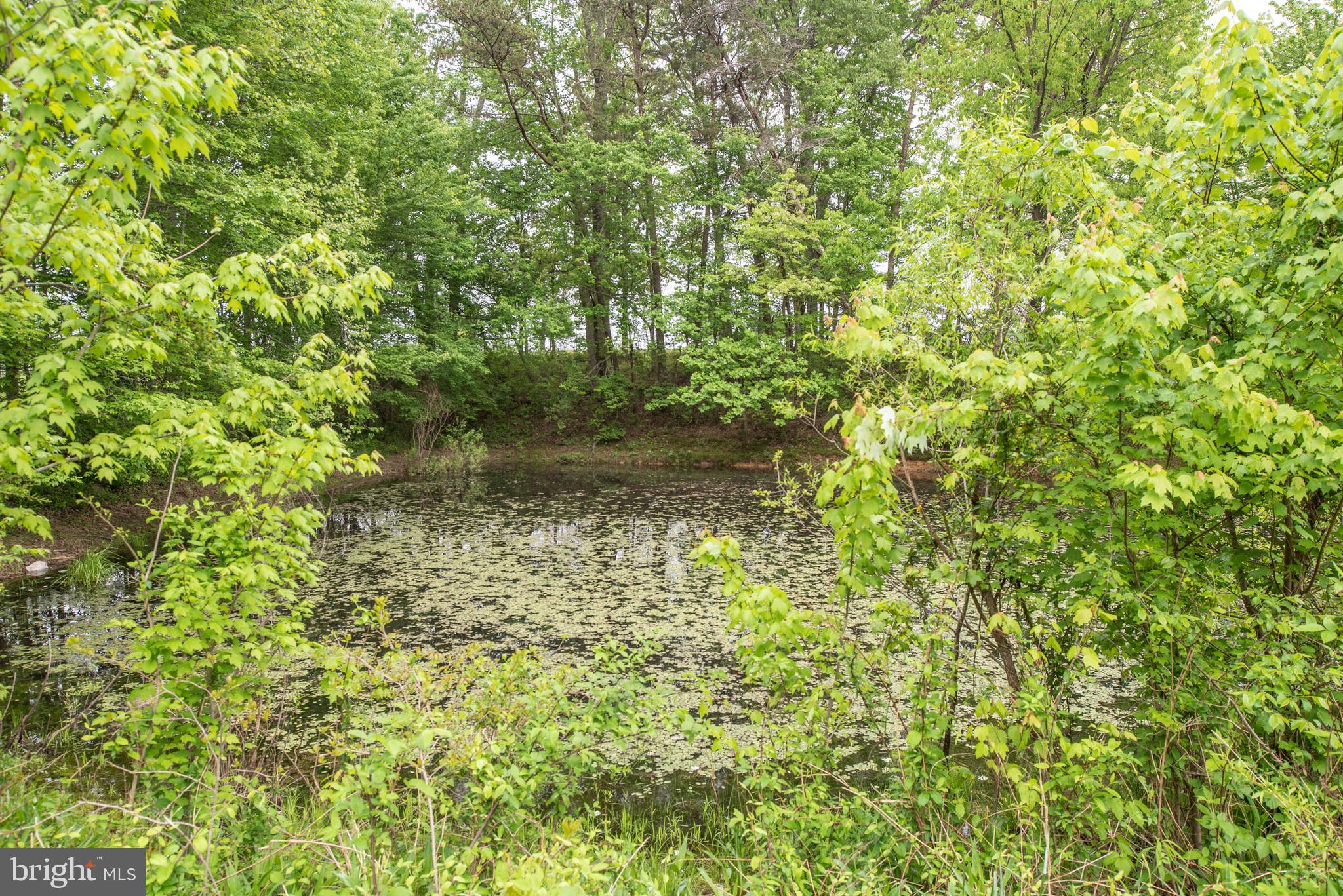 6074 Boston Ridge Court Boston, VA 22713 - Photo 40 of 40 Shared Pond