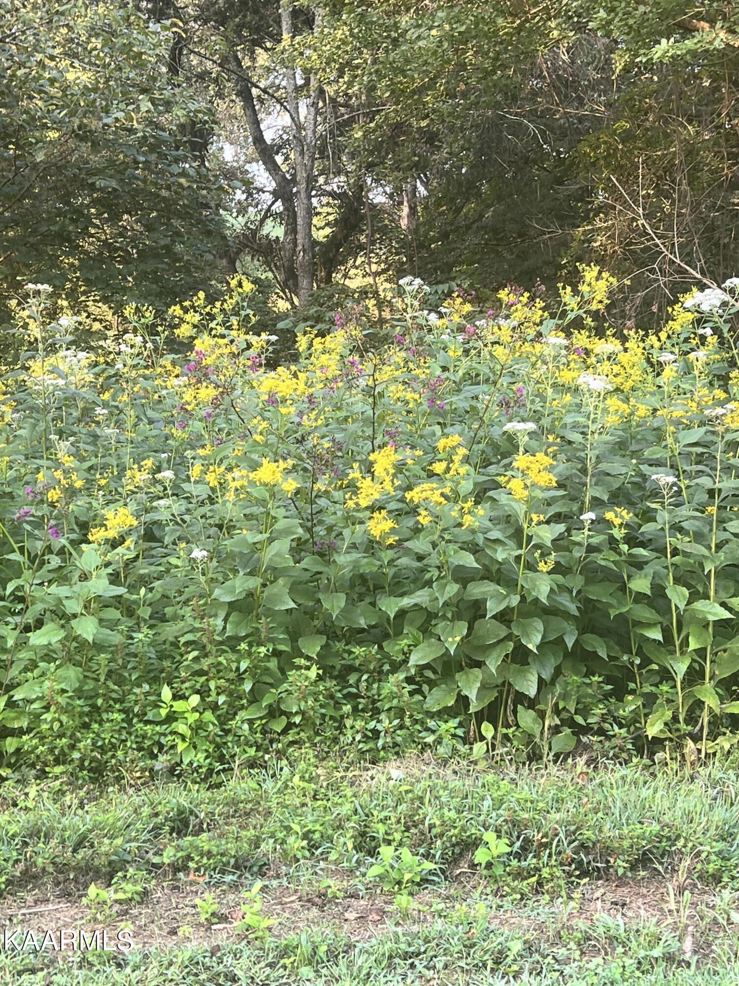 16 R Korey Boulevard Sevierville, TN 37876 - Photo 7 of 10 IMG_6090