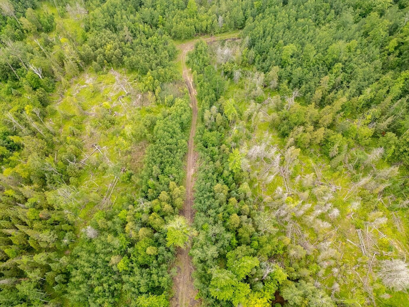 56.7-ac Emils Landing Road Hillman, MI 49746 - Photo 14 of 15 Gallery Image 14