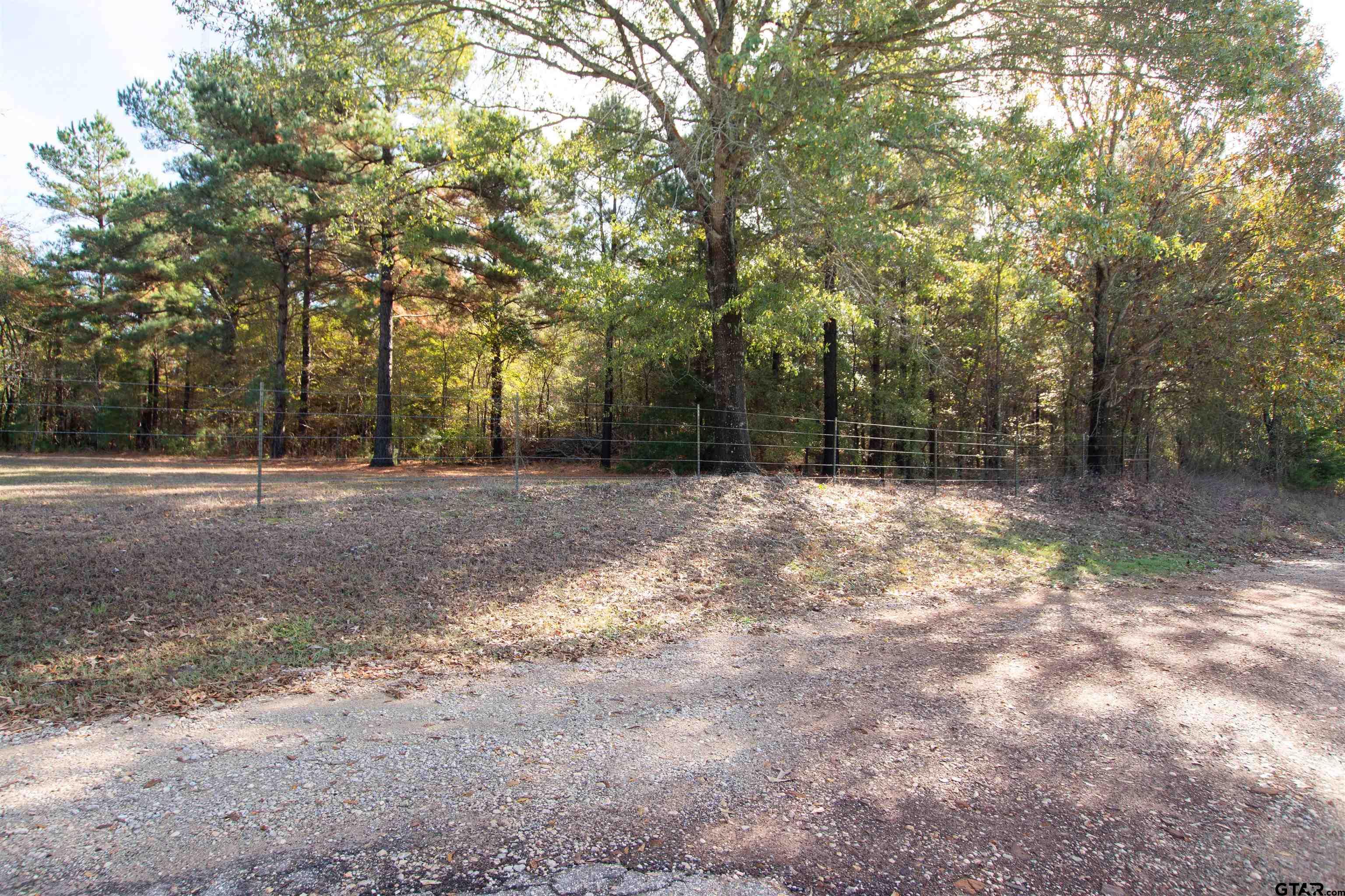 a view of a forest with trees in the background