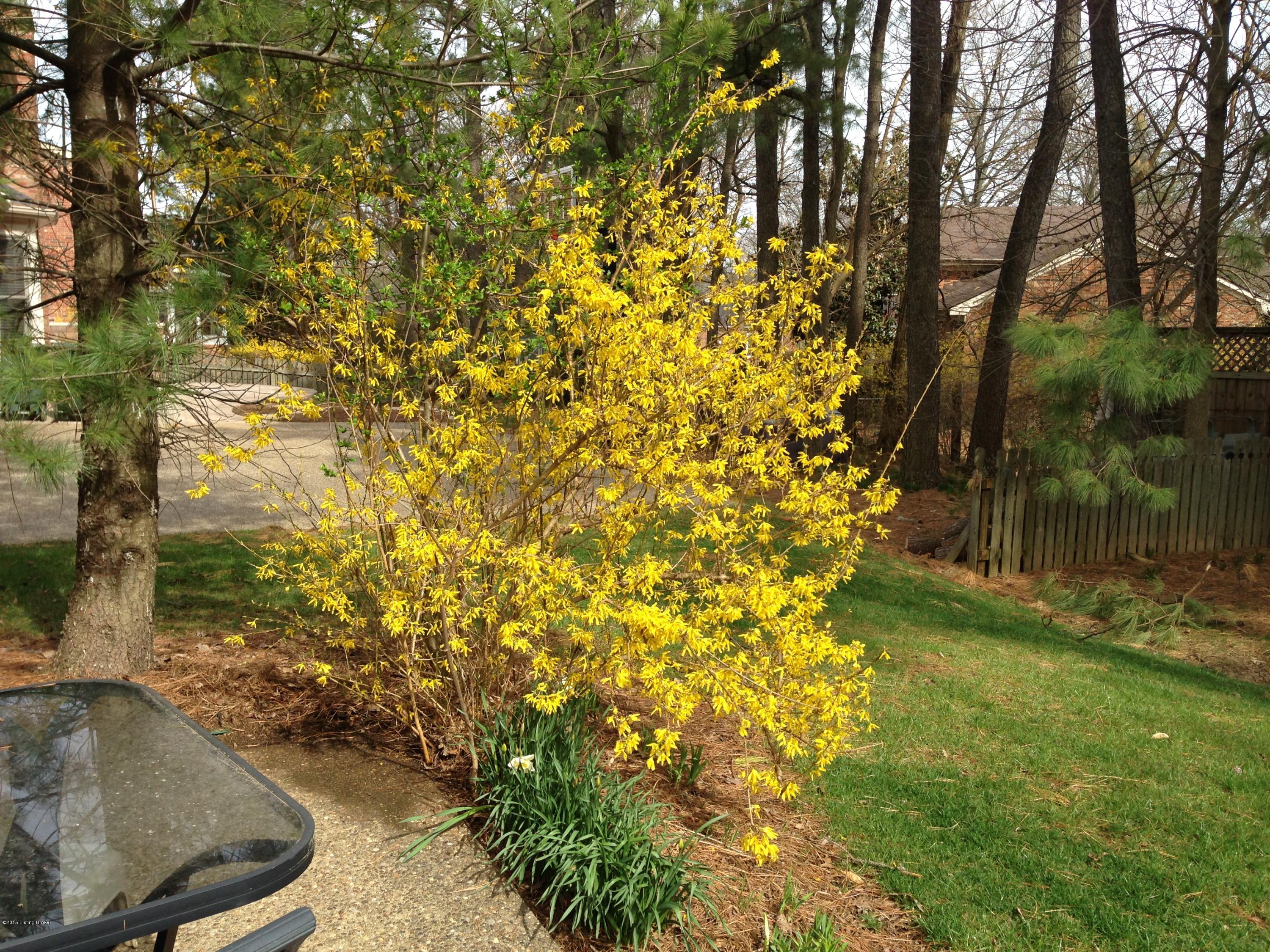 10506 Edgewater Road Louisville, KY 40223 - Photo 20 of 21 edgewater bush.JPG