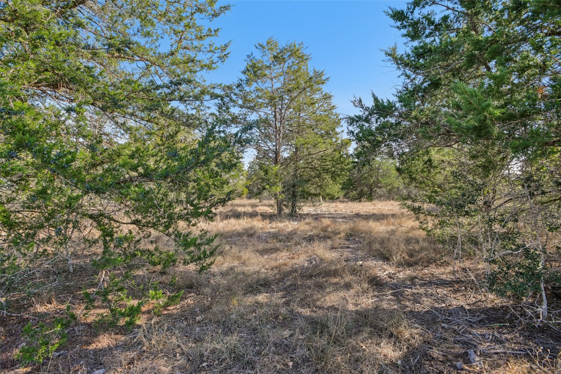 6975 Silvermine Road Harwood, TX 78632 - Photo 30 of 33 a view of a forest with trees in the background