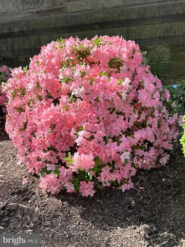 a view of a backyard of flowers