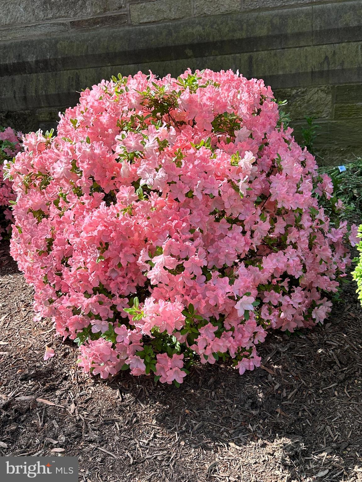 950 25th Street Northwest, Unit 814N Washington, DC 20037 - Photo 41 of 44 a view of a flower