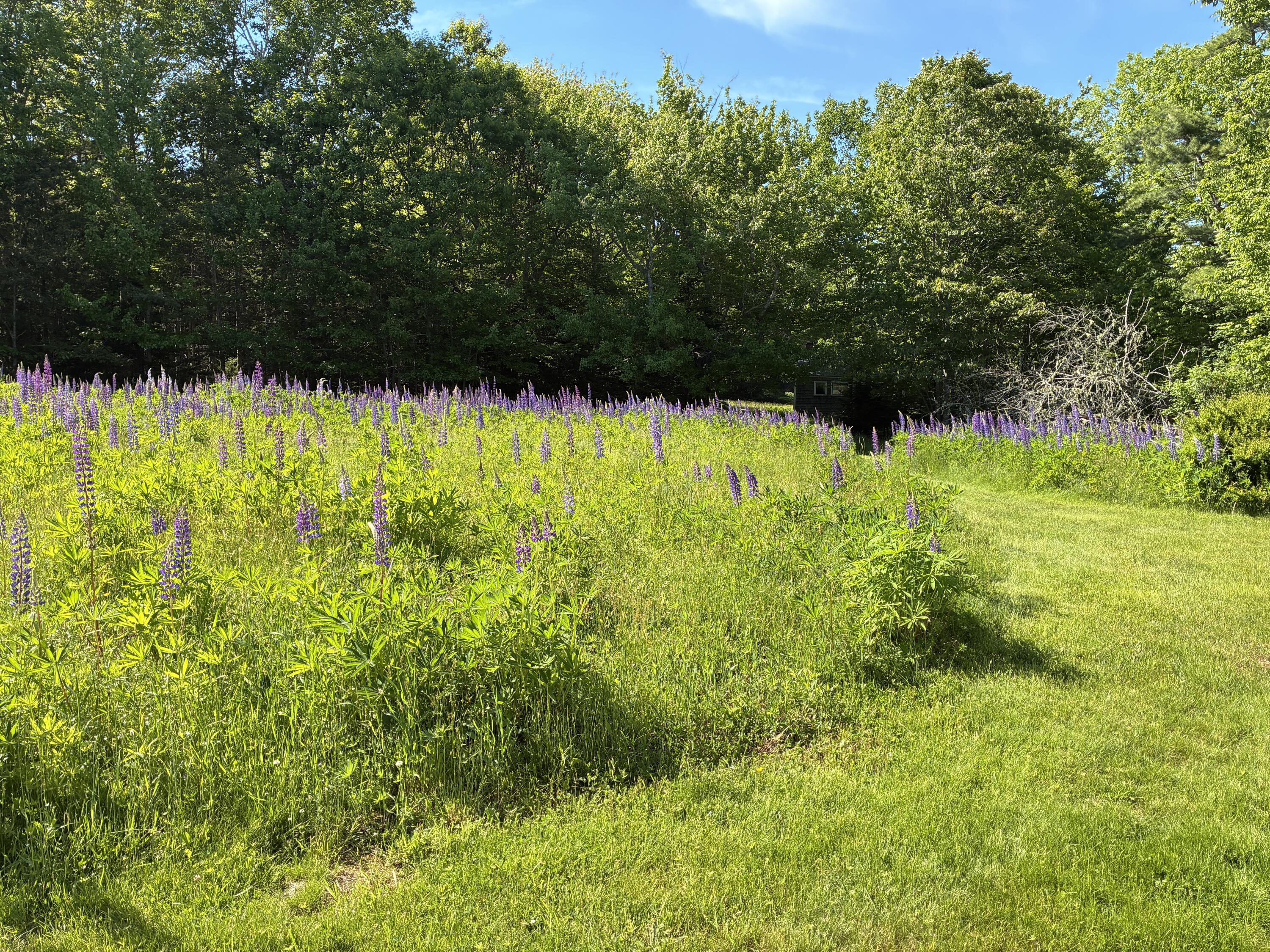 707 Newbury Neck Road Surry, ME 04684 - Photo 33 of 40 Back path through the lupine field.