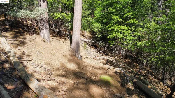 a view of a yard covered with trees