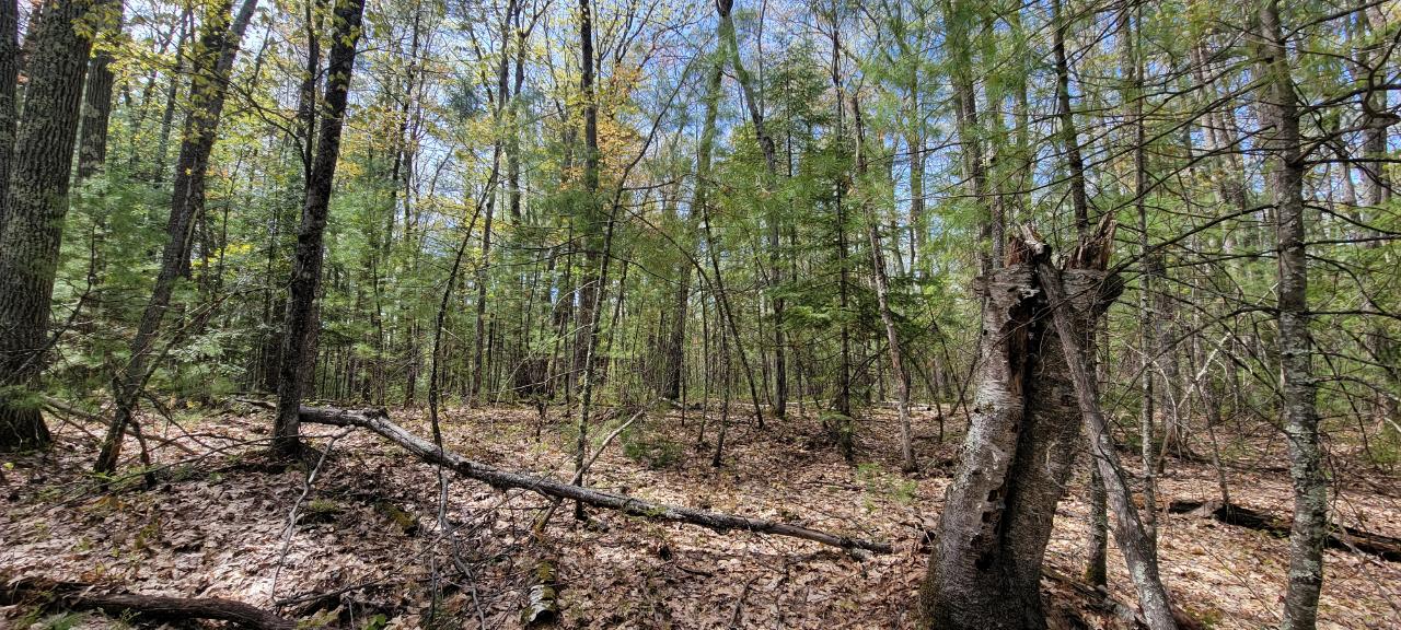 Off Witches Lake Road, Unit LOT 4 Woodruff, WI 54568 - Photo 13 of 39 Gallery Image 13