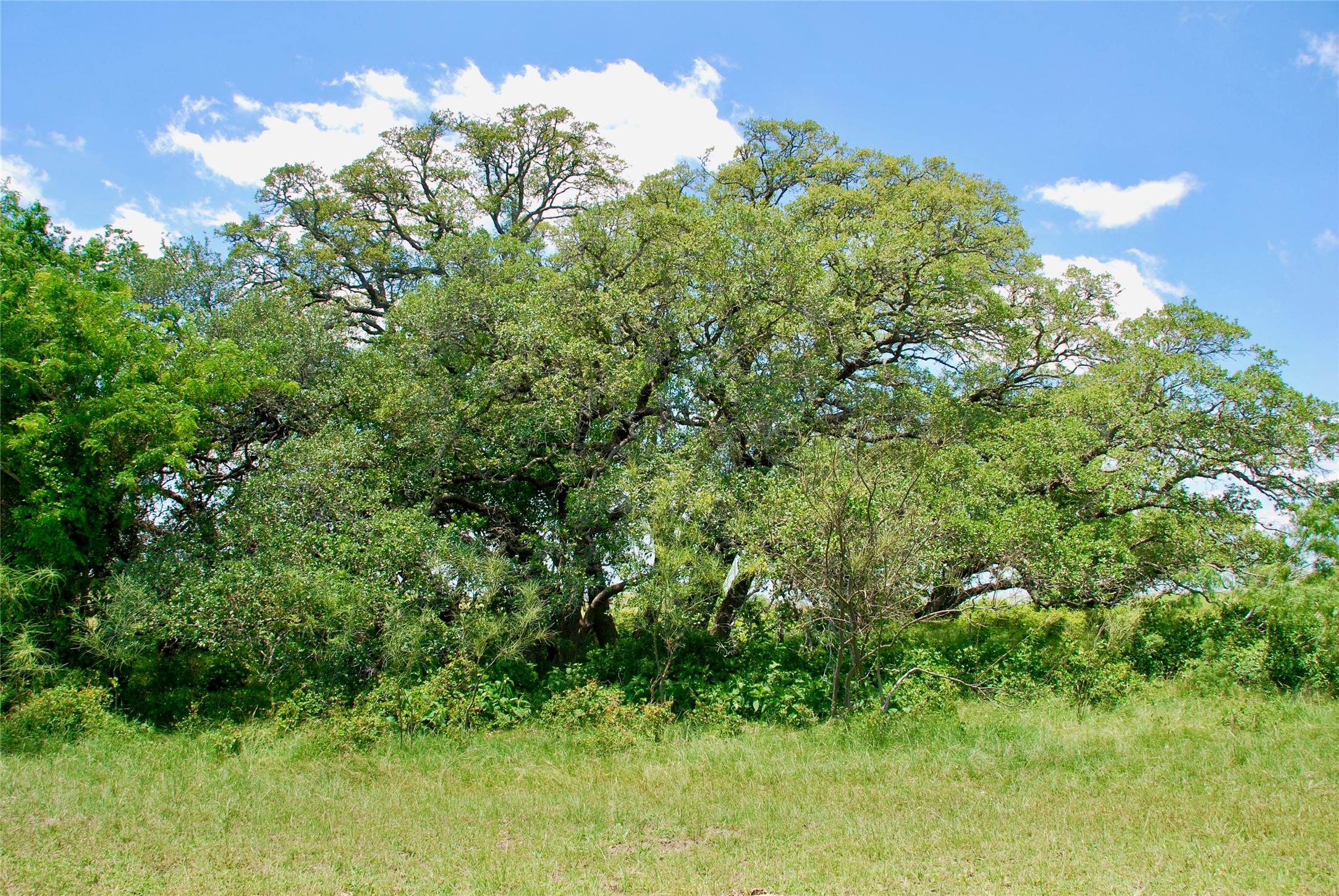 2072 Langdon Road Weimar, TX 78962 - Photo 9 of 18