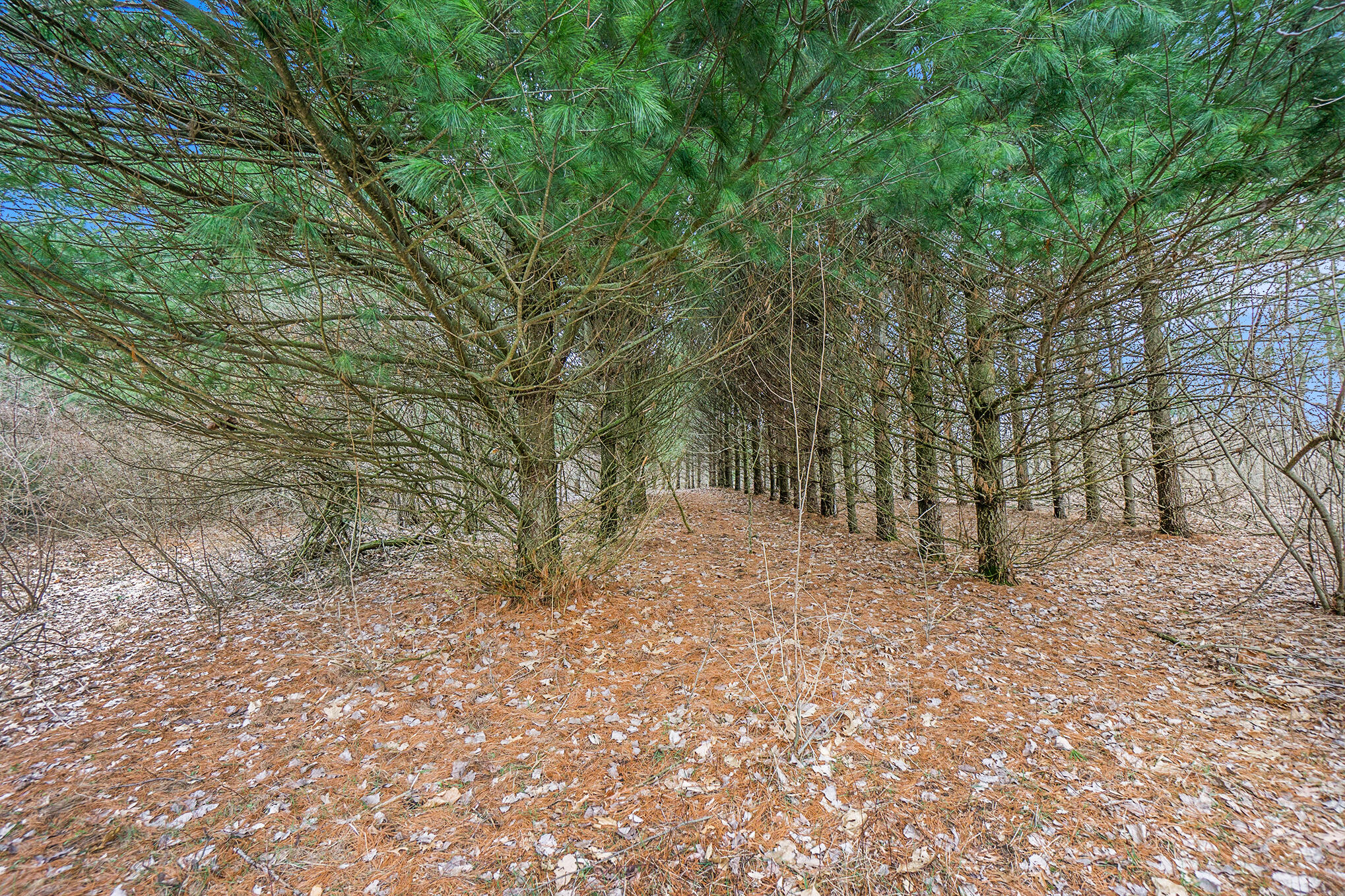 Lot 6 Highfield Road Three Rivers, MI 49093 - Photo 16 of 24 DSC05100