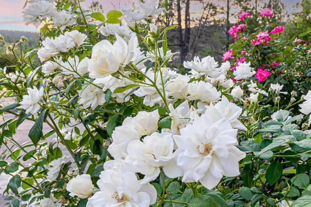 a view of a swimming pool with a yard