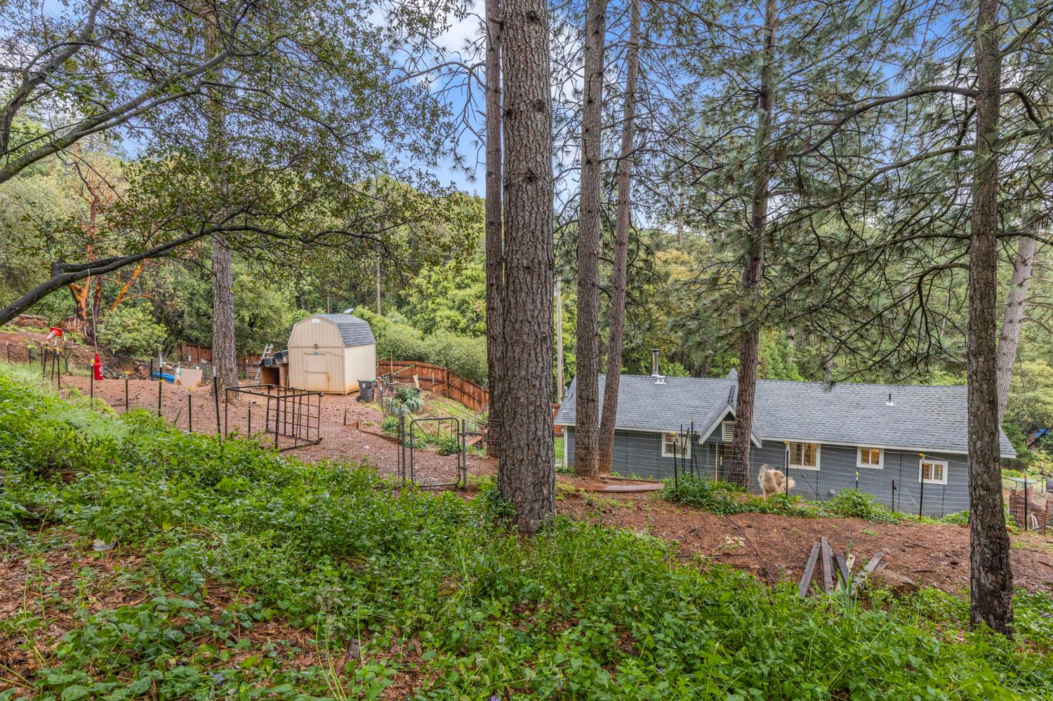 17721 Ridge Road Pine Grove, CA 95665 - Photo 17 of 21 a view of a back yard from a patio