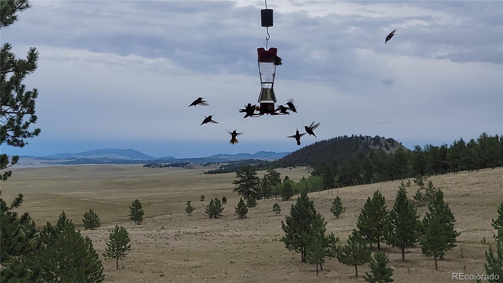 2883 Wagon Wheel Road Hartsel, CO 80449 - Photo 6 of 50