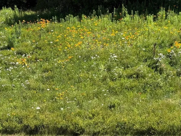 a view of a garden