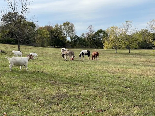 a view of a backyard with table and chairs