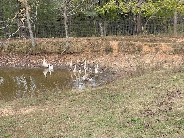a backyard of a house with lots of green space and lake view
