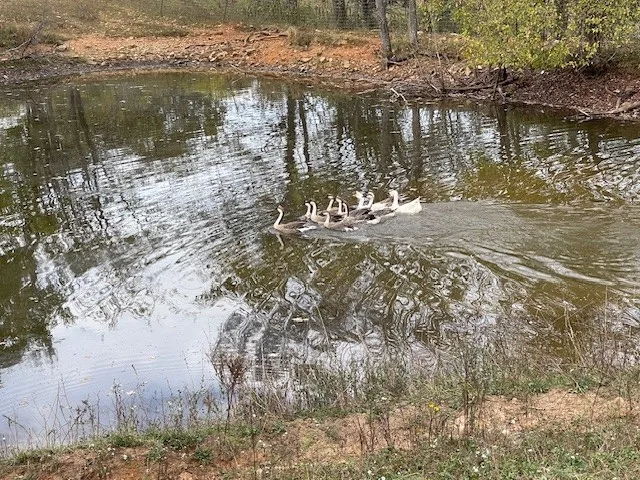a view of a lake from a yard