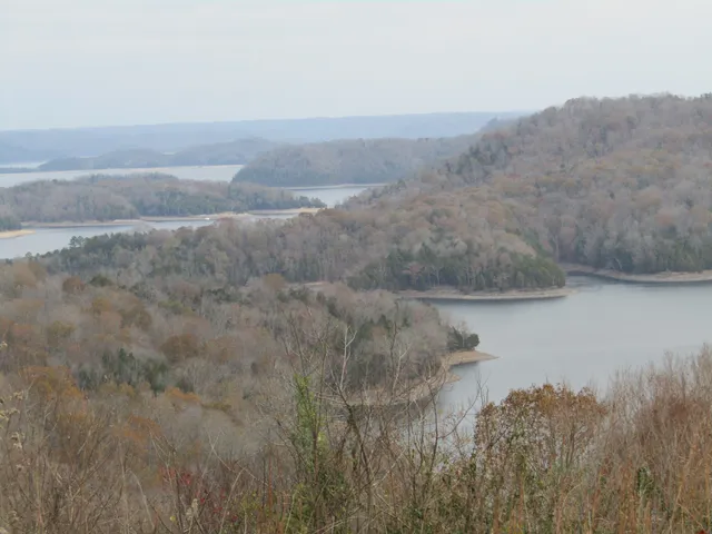 a view of a yard with an tree in the background