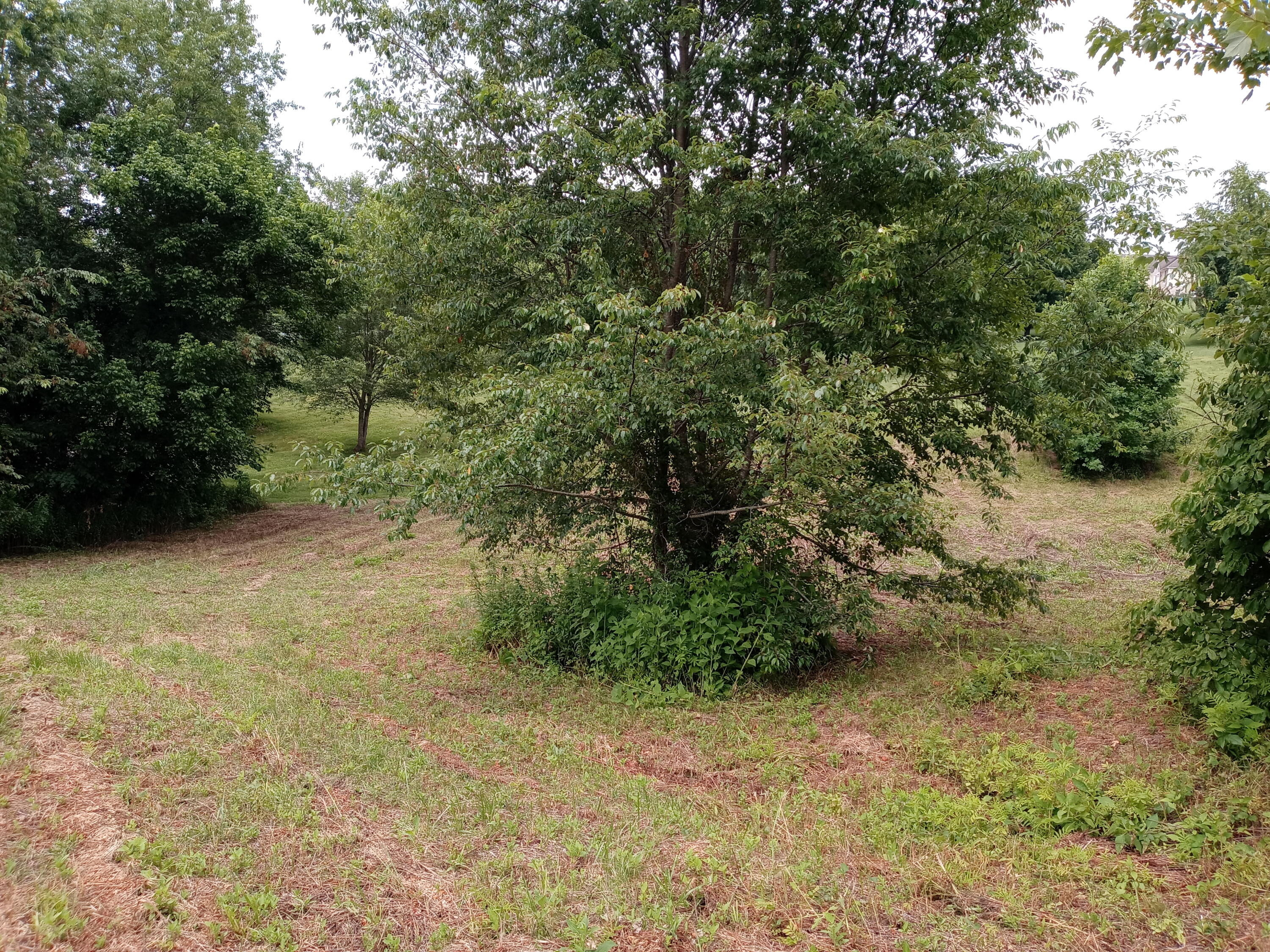 226 Hales Road Jonesborough, TN 37659 - Photo 9 of 19 20210704_153321