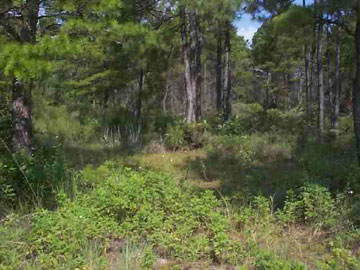 2071 Lighthouse Road Carrabelle, FL 32322 - Photo 1 of 1 Gallery Image 1
