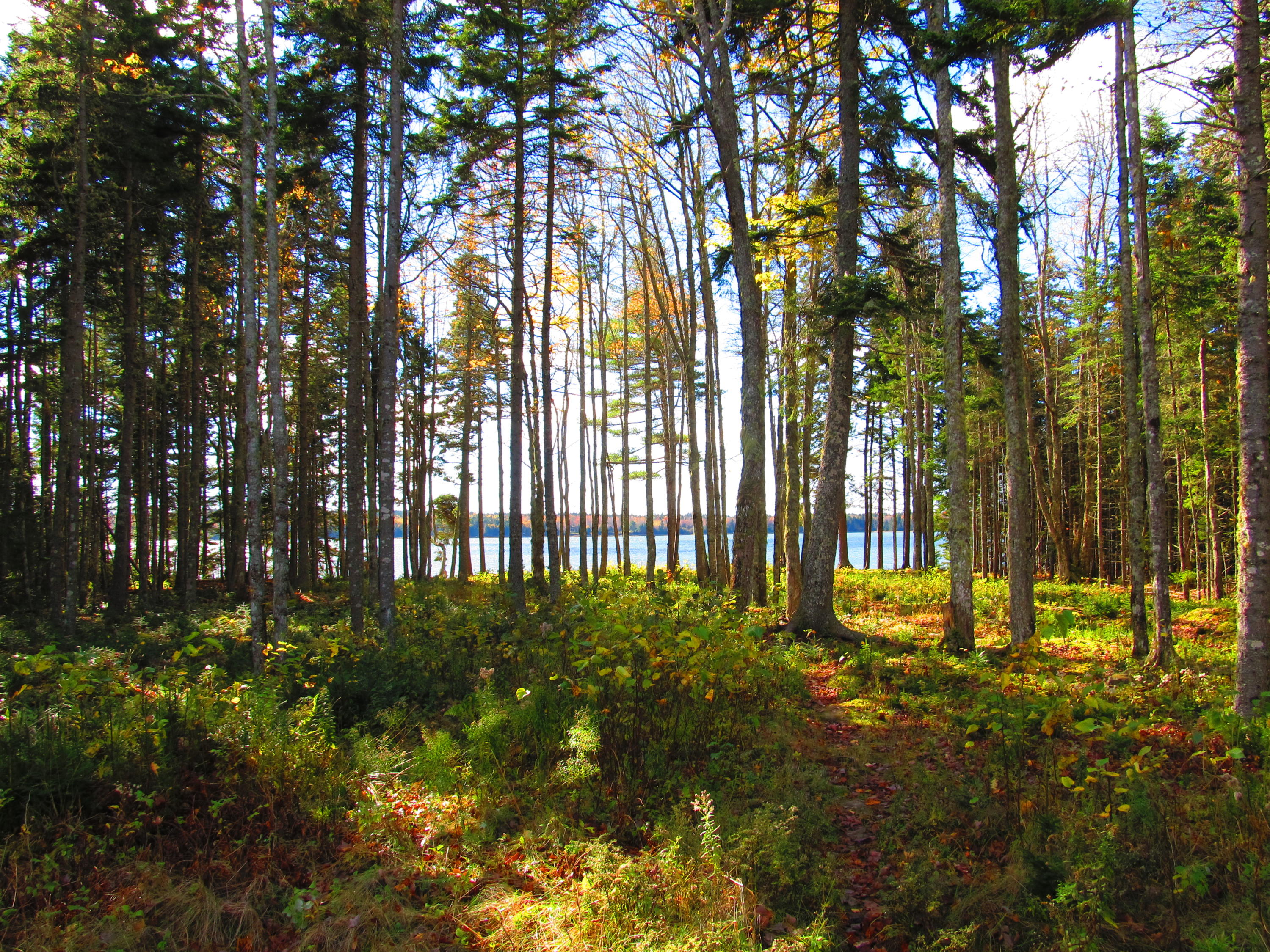 111 Flye Point Road Brooklin, ME 04616 - Photo 5 of 9 111 Flye pt 2