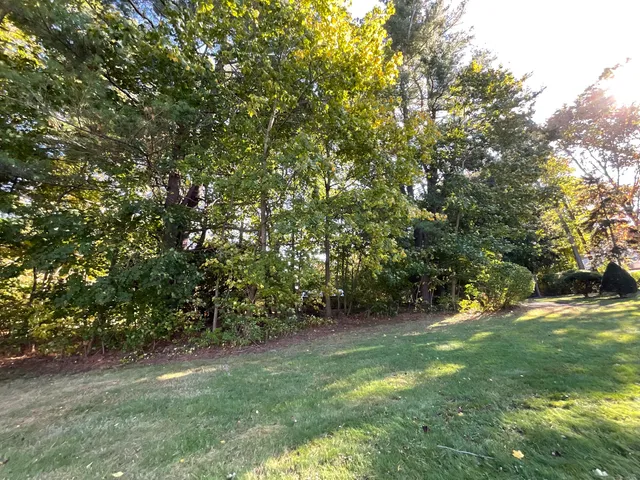a view of a trees with a tree