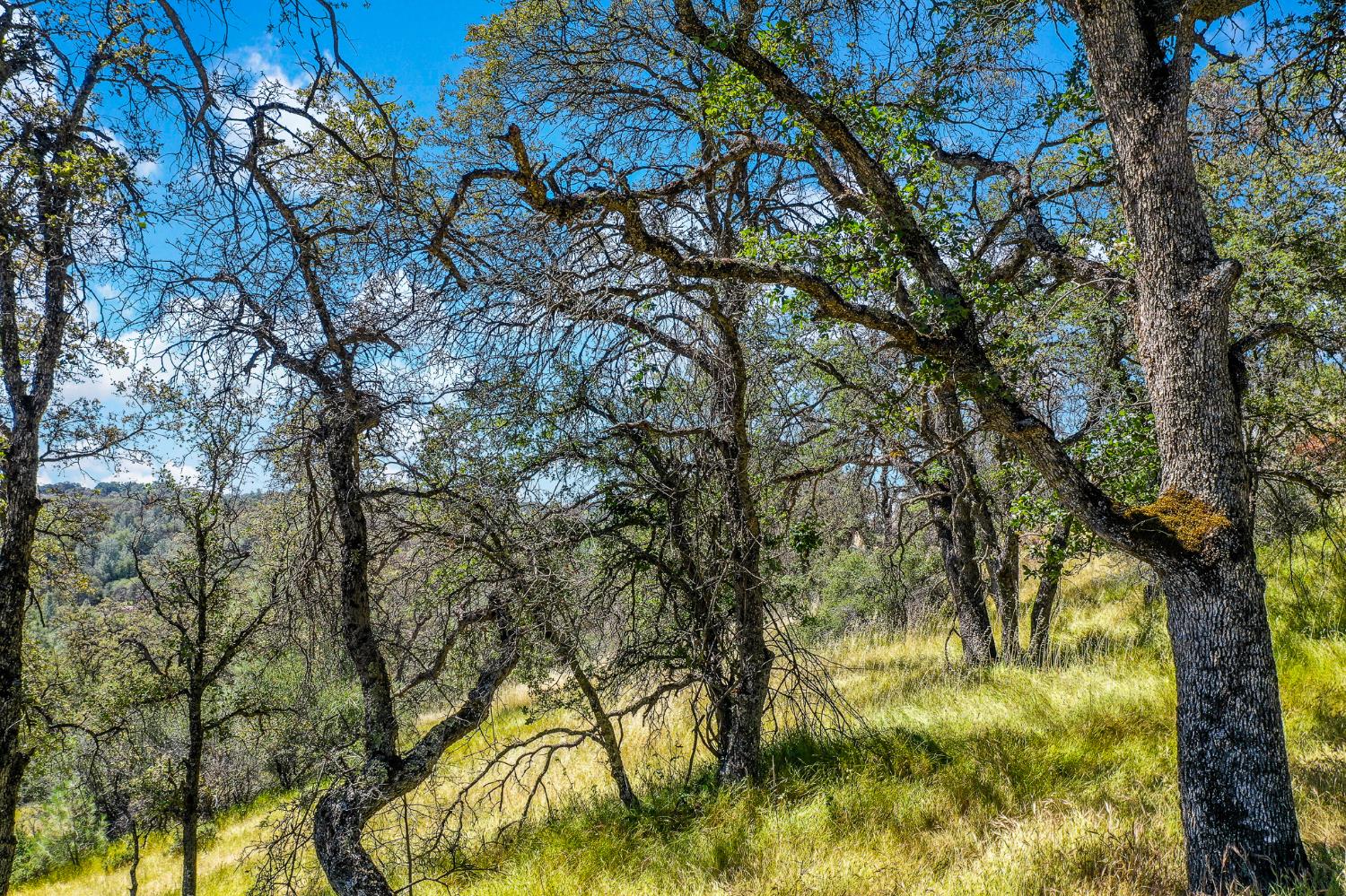 29 Township Road Browns Valley, CA 95918 - Photo 36 of 62 Gallery Image 36