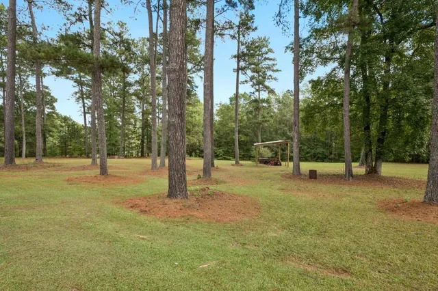 a view of a tree in a yard