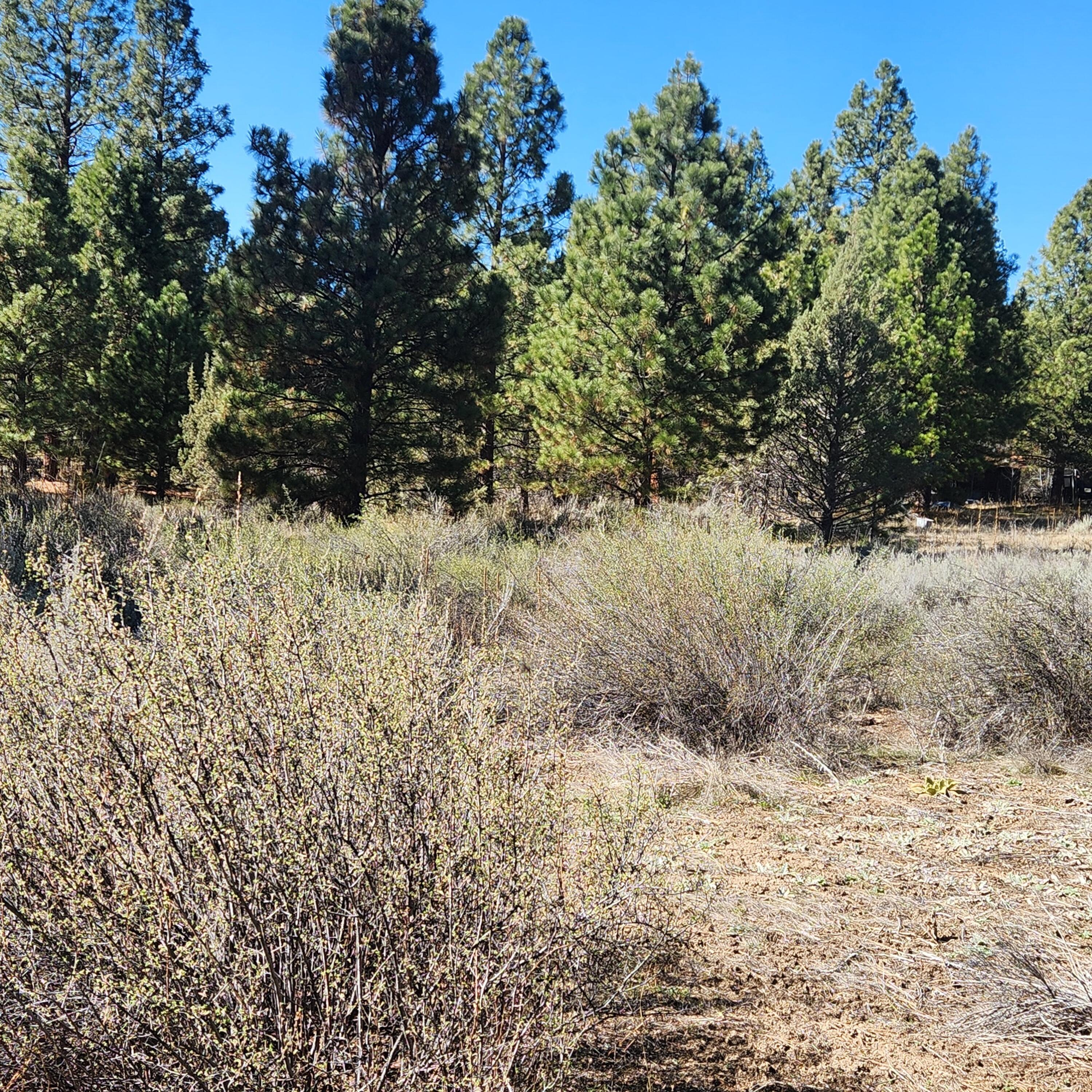 Moccasin Lane Chiloquin, OR 97624 - Photo 16 of 21 a view of a dry yard with trees